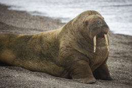 Spitsbergen_2025 (75/78)
